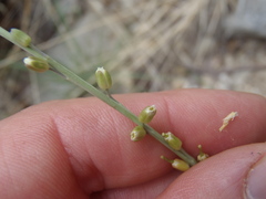 Pennellia micrantha