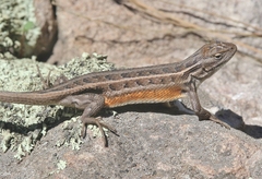 Sceloporus slevini