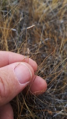 Eleocharis acutisquamata