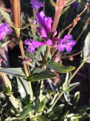 Penstemon euglaucus