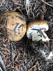 Phlegmacium variosimile