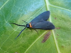 Pollanisus contrastus