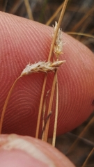 Eleocharis acutisquamata