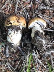 Phlegmacium variosimile