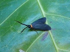 Pollanisus contrastus