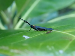 Pollanisus contrastus