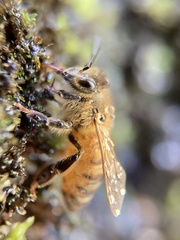 Apis mellifera