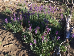 Penstemon euglaucus