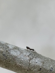 Crematogaster parapilosa