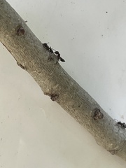 Crematogaster parapilosa