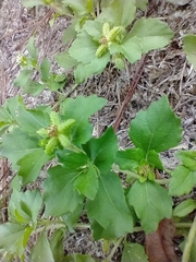 Acanthospermum australe