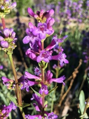 Penstemon euglaucus