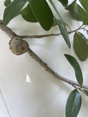 Crematogaster parapilosa