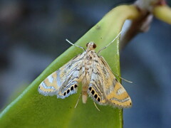 Cataclysta lampetialis