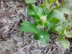 Acanthospermum australe