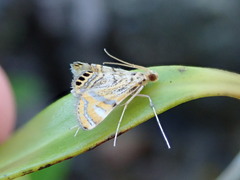 Cataclysta lampetialis