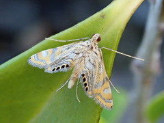Cataclysta lampetialis