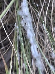 Stemmatomerinx acircula