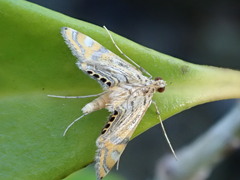 Cataclysta lampetialis