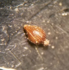 Eleocharis acutisquamata