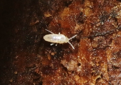 Pseudosinella rolfsi