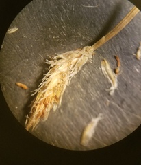 Eleocharis acutisquamata
