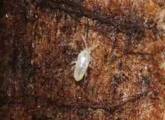 Pseudosinella rolfsi