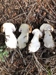 Phlegmacium variosimile