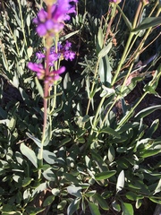 Penstemon euglaucus