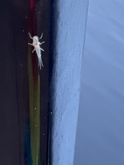 Maccaffertium terminatum