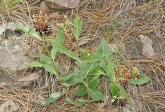 Asclepias hypoleuca