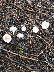 Leucocybe candicans