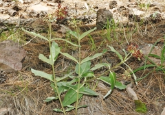 Asclepias hypoleuca