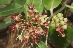Asclepias hypoleuca