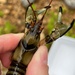 Bigclaw Crayfish - Photo (c) Zackary, some rights reserved (CC BY-NC), uploaded by Zackary