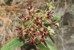 Asclepias hypoleuca