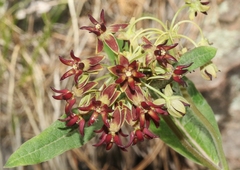 Asclepias hypoleuca