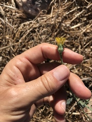 Reichardia intermedia