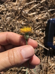 Reichardia intermedia