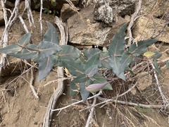 Asclepias cordifolia