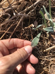 Reichardia intermedia