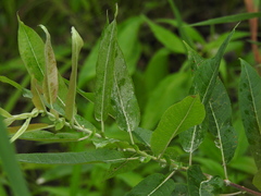 Salix petiolaris