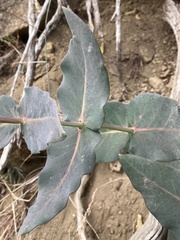 Asclepias cordifolia