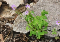 Oxalis alpina