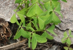 Oxalis alpina