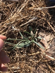 Reichardia intermedia