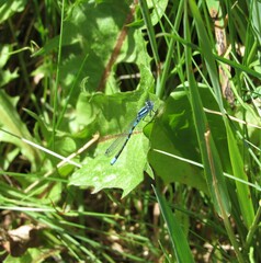 Coenagrion resolutum