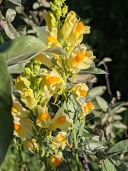 Linaria vulgaris