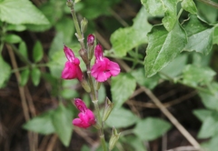 Salvia lemmonii