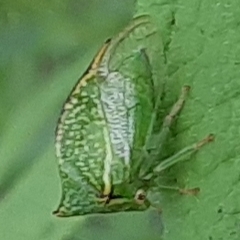 Stictocephala bisonia